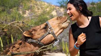 Camel Quest
