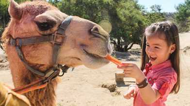 Camel Quest