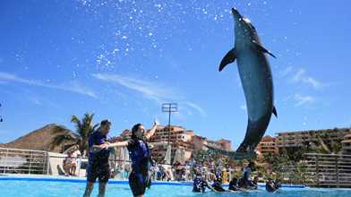 Dolphin Swim