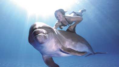 Dolphin Swim