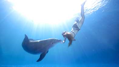 Dolphin Swim