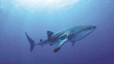Whale Shark Encounter