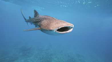 Whale Shark Encounter