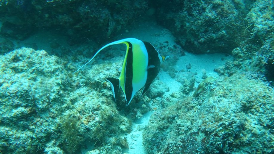 Snorkel in Marietas