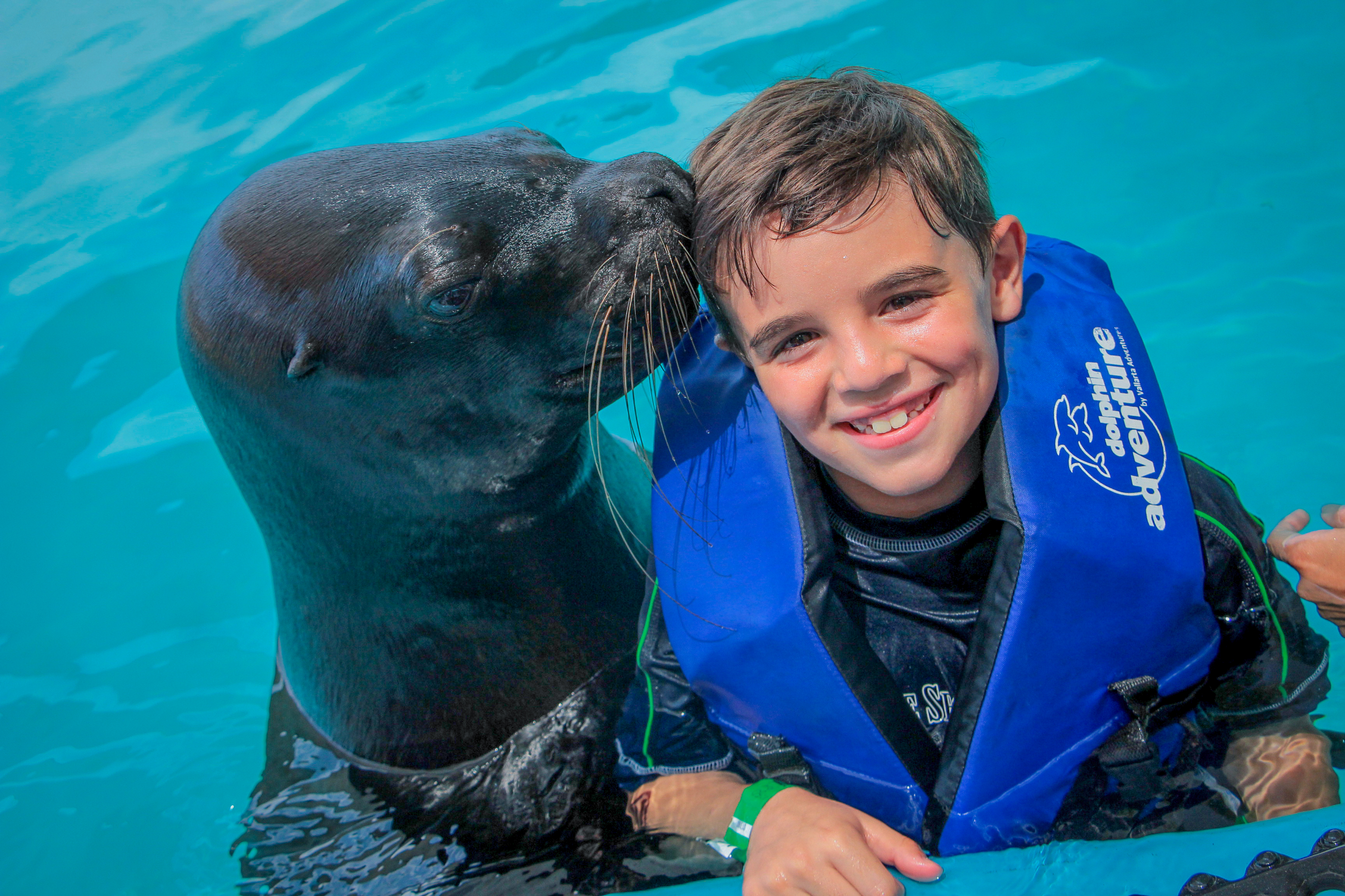 Premium Swim with Dolphins & Sea Lions