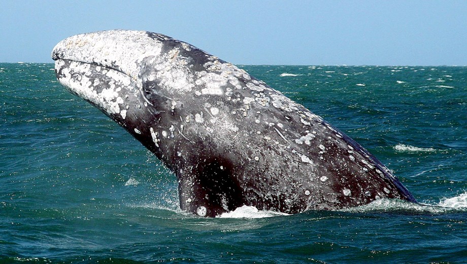 Gray Whale Watching Tour at Lopez Mateos