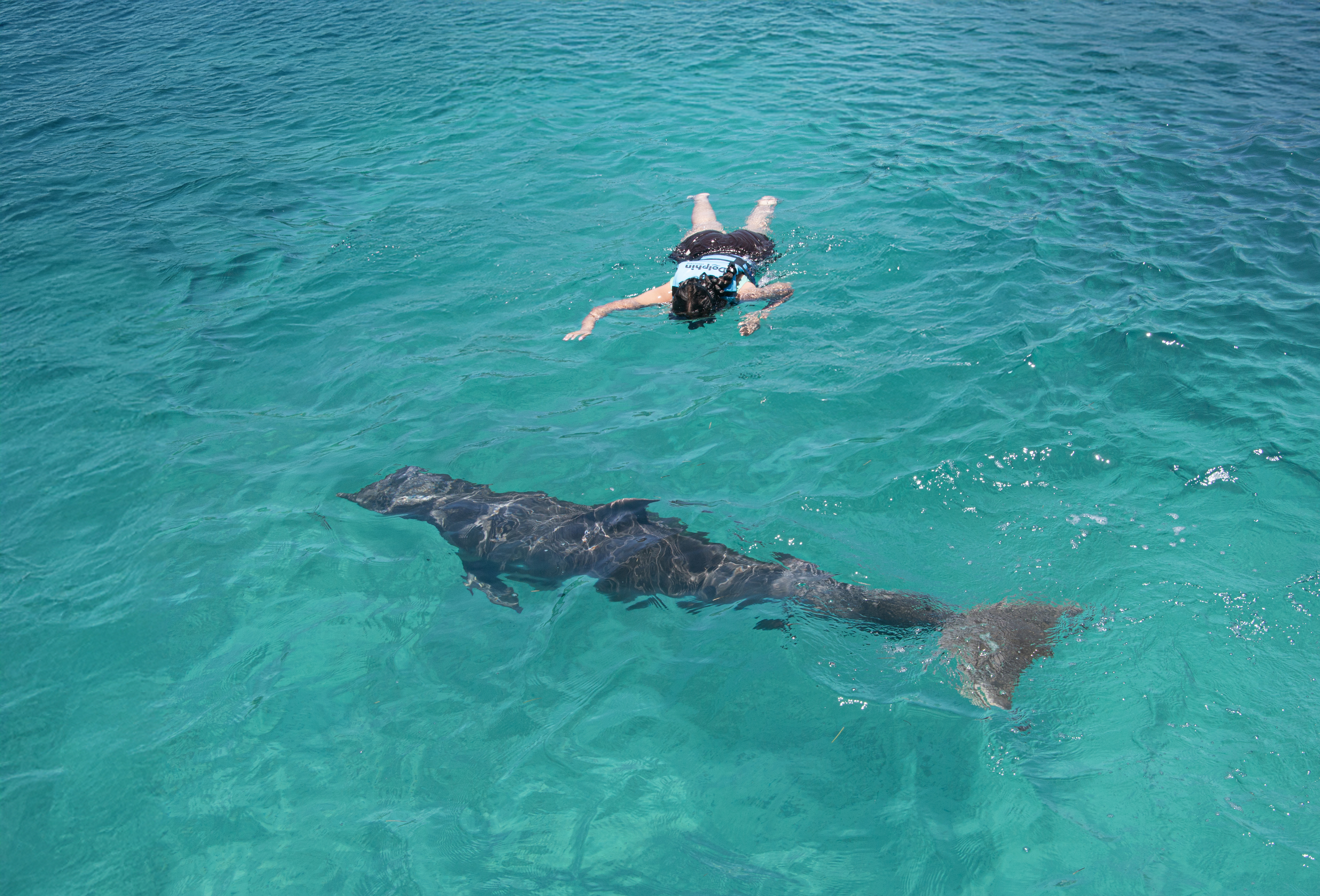 Dolphin Royal Connection