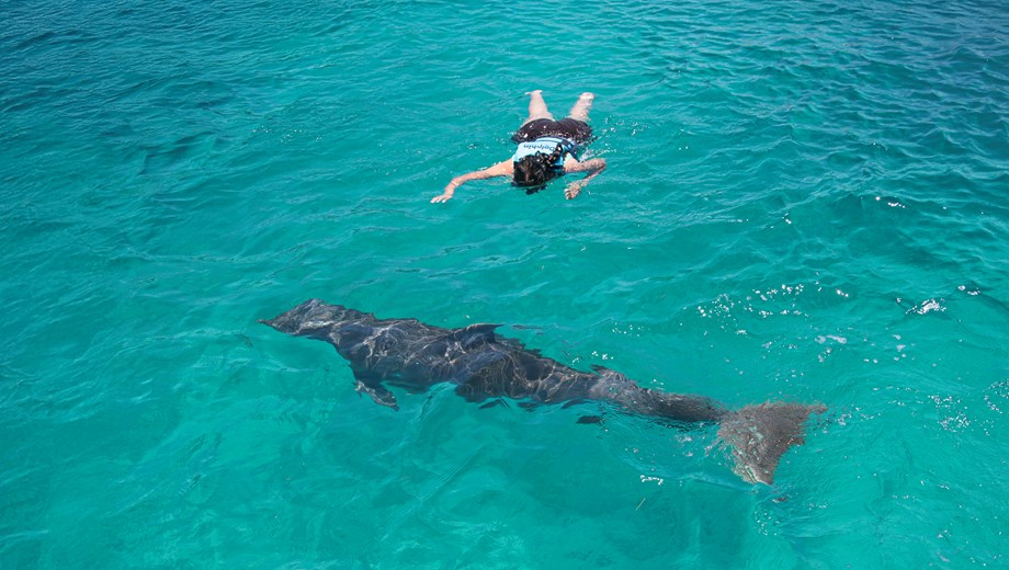 Dolphin Royal Connection