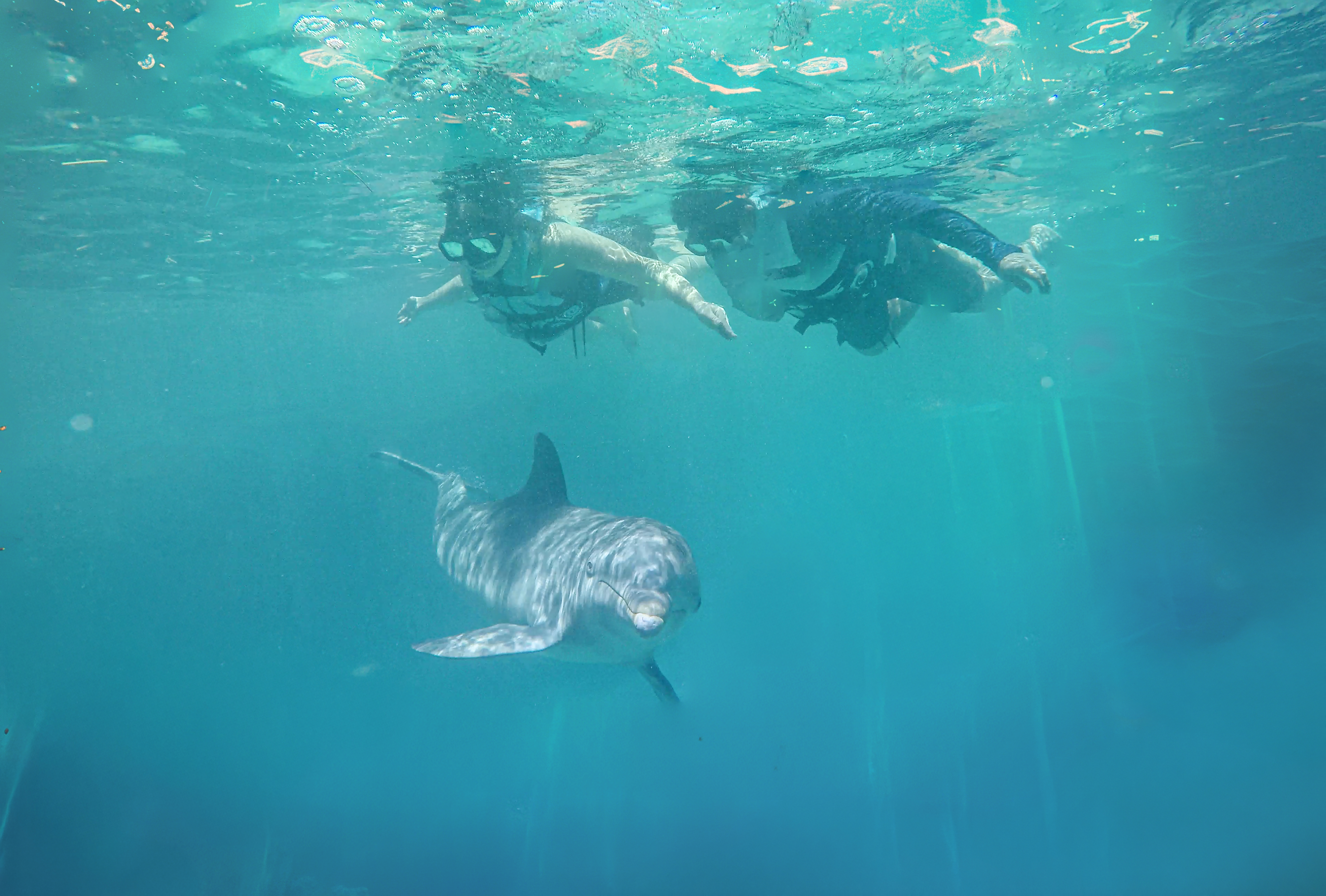 Dolphin Royal Connection