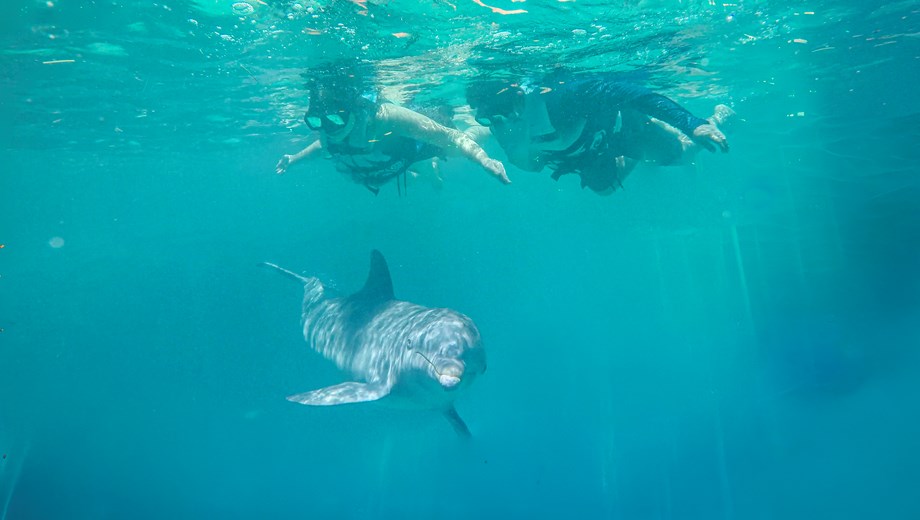 Dolphin Royal Connection