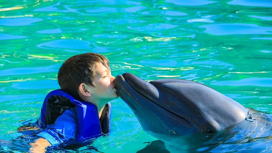 Experiencia Premium Delfines & Leones Marinos