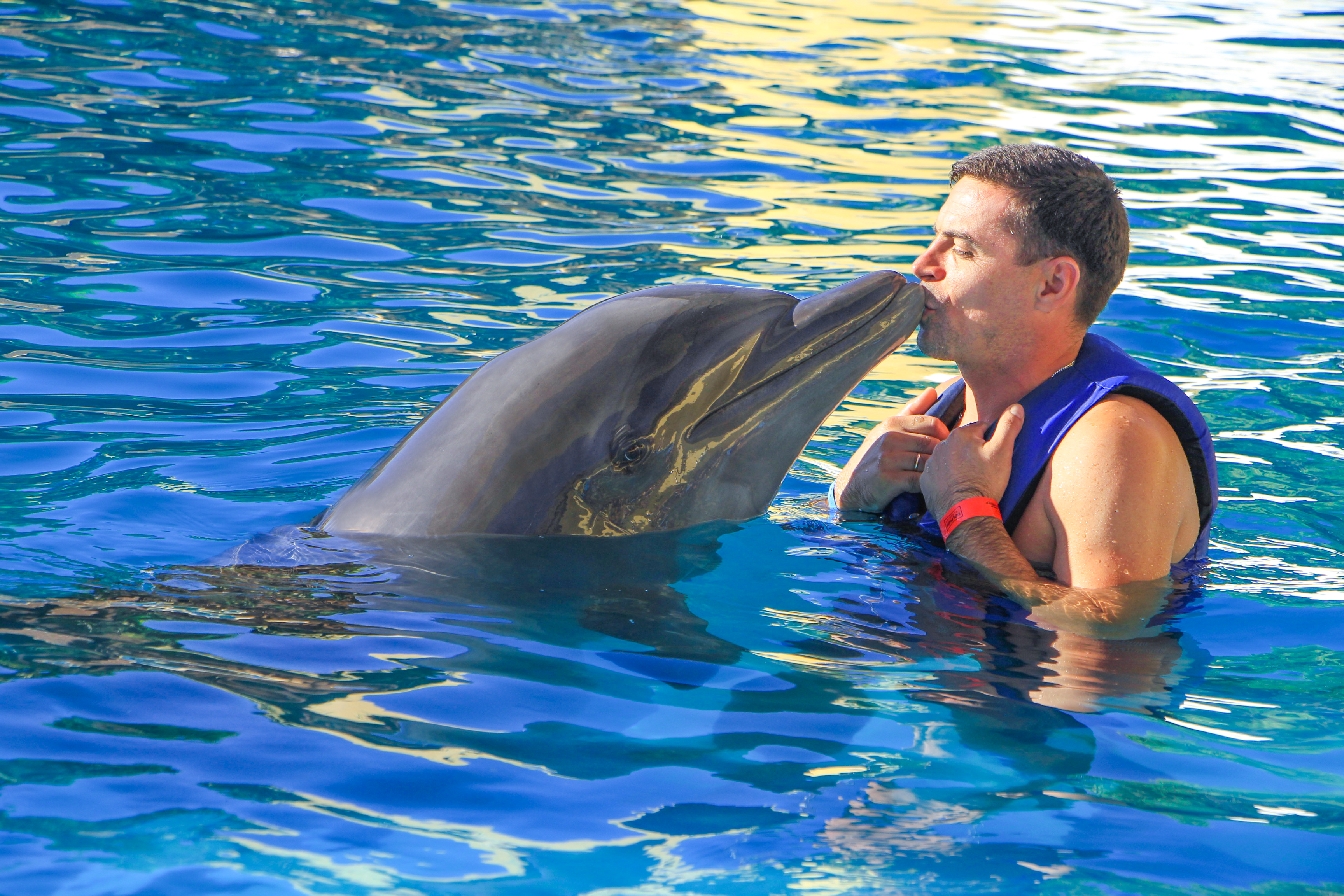 Premium Swim with Dolphins & Sea Lions