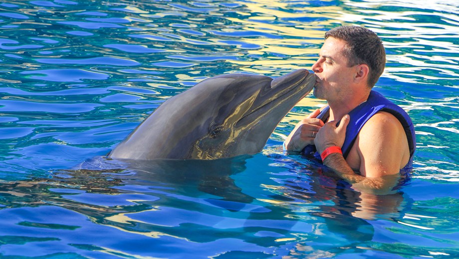 Experiencia Premium Delfines & Leones Marinos