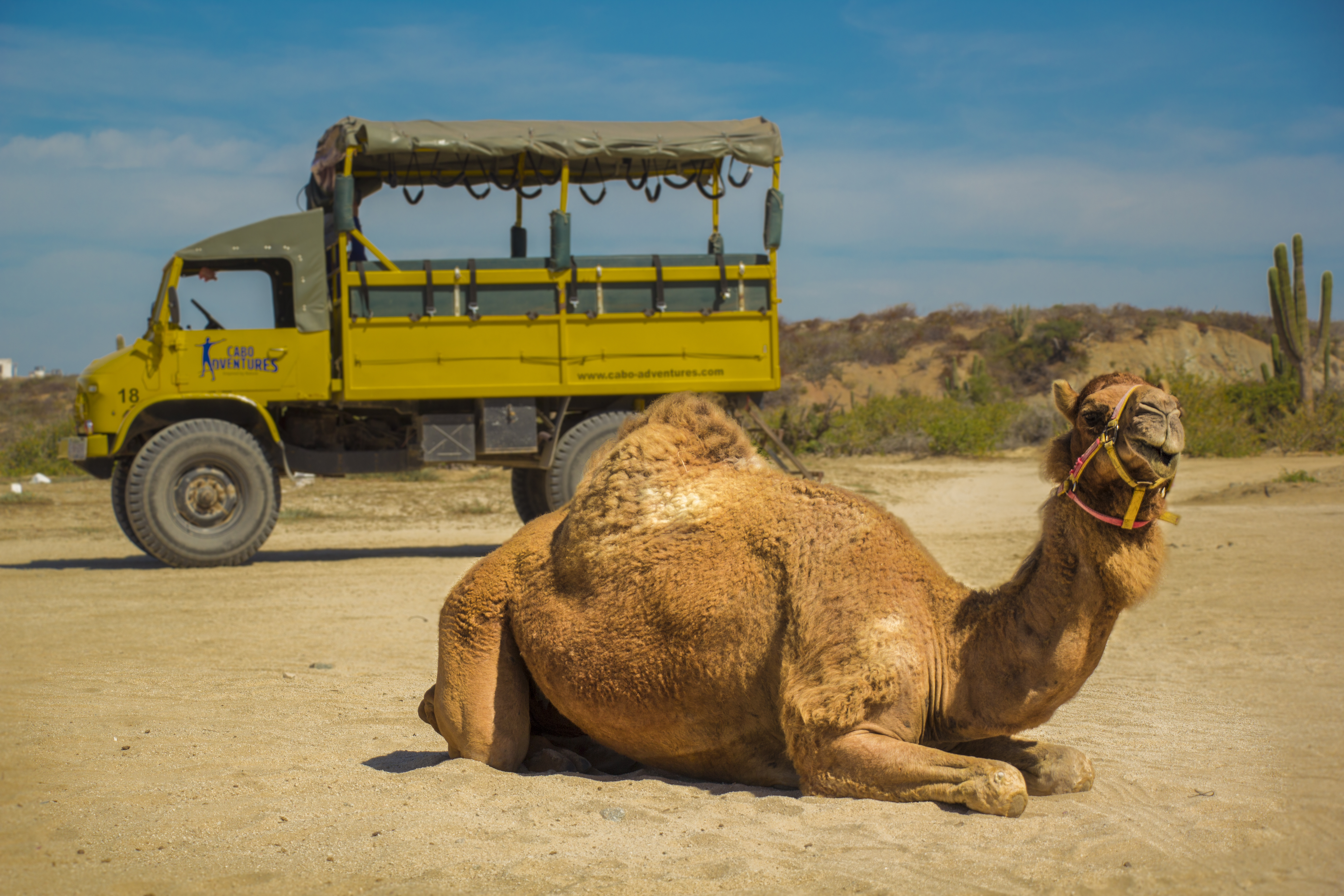 Outback Camel Safari