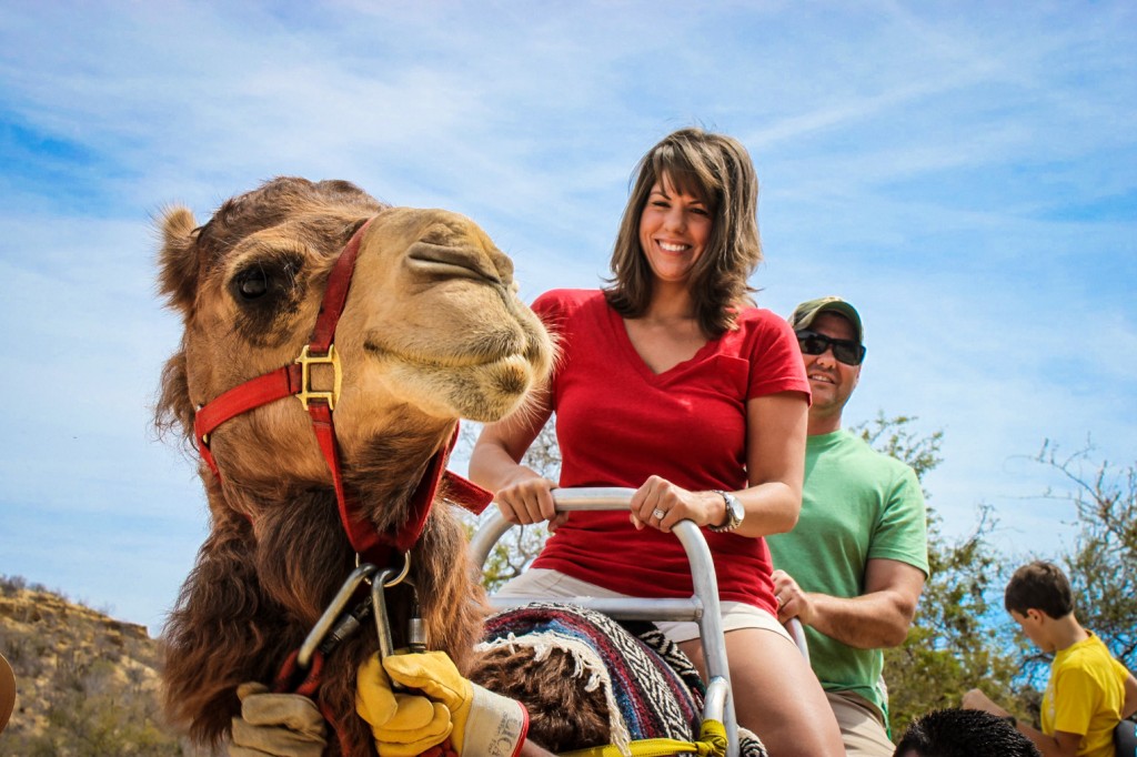 Paseo en Camello