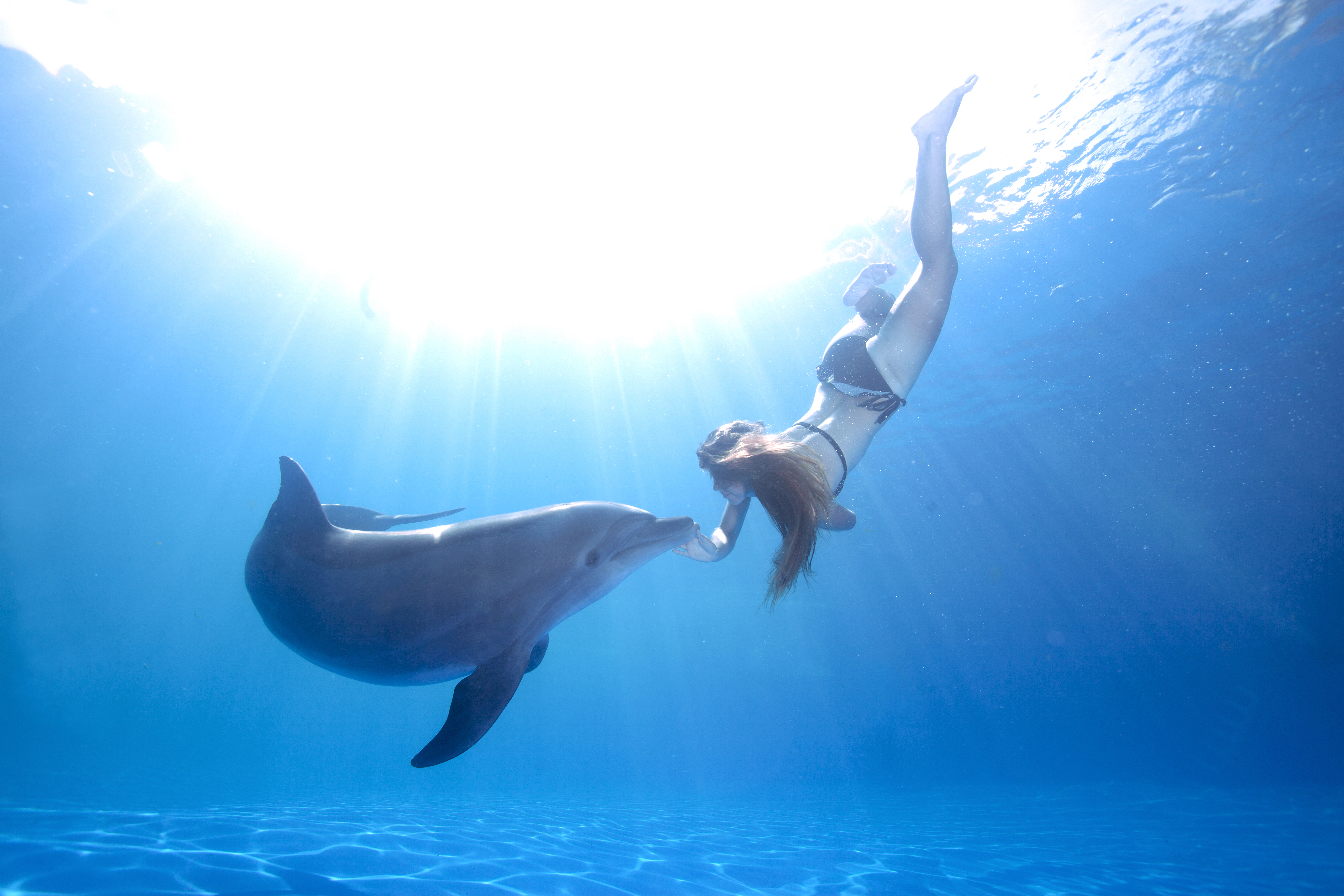 Dolphin Swim