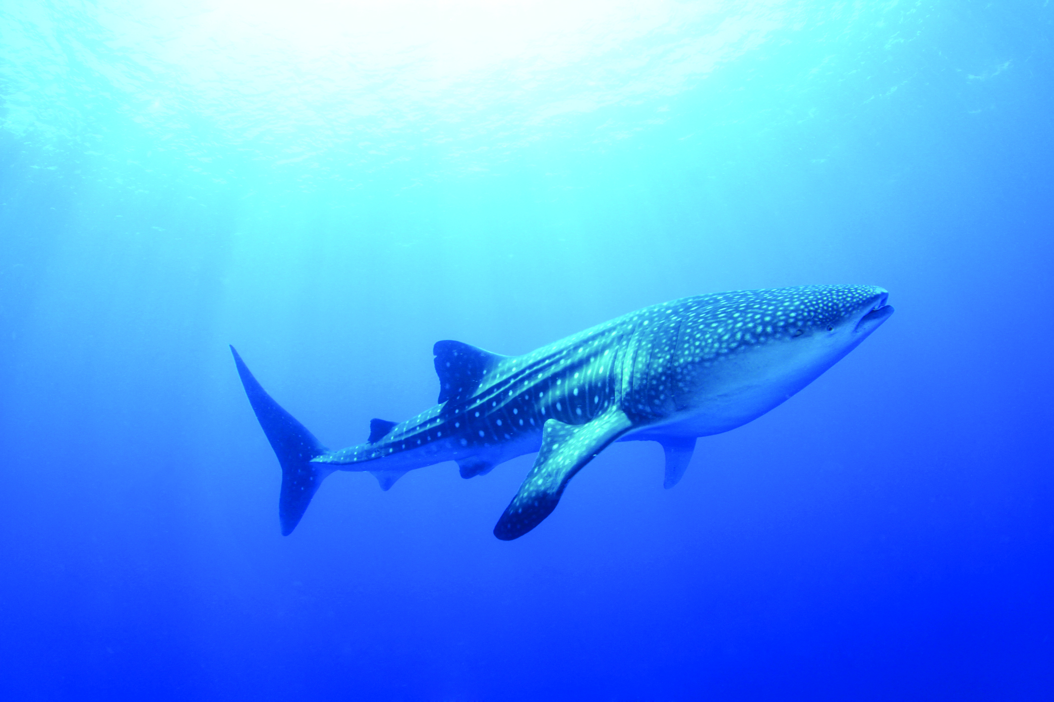 Encuentro con Tiburón Ballena