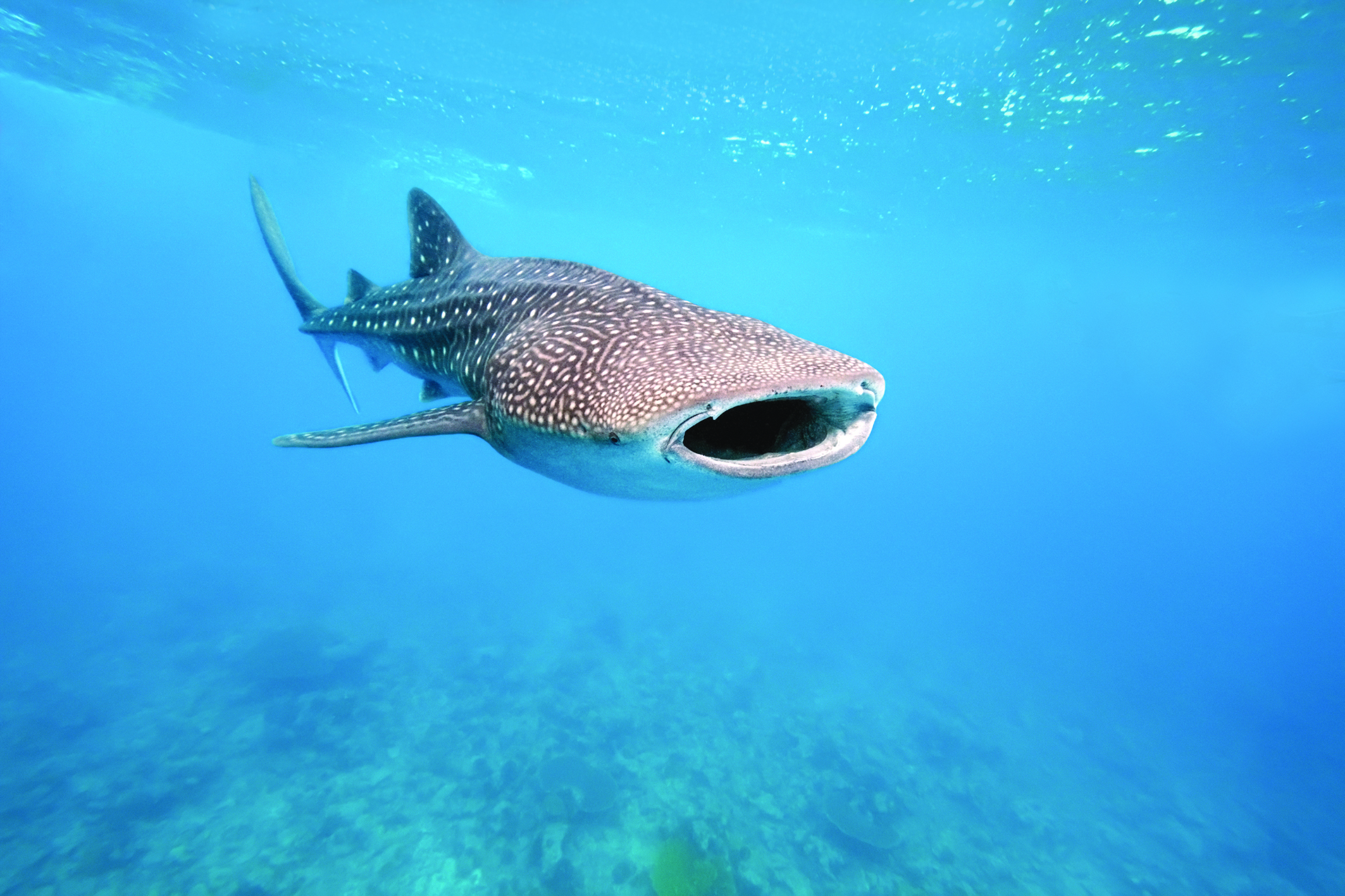 Encuentro con Tiburón Ballena