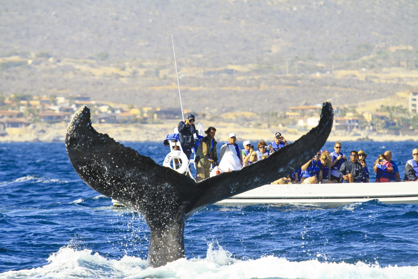 Whale Watching Photo Safari 