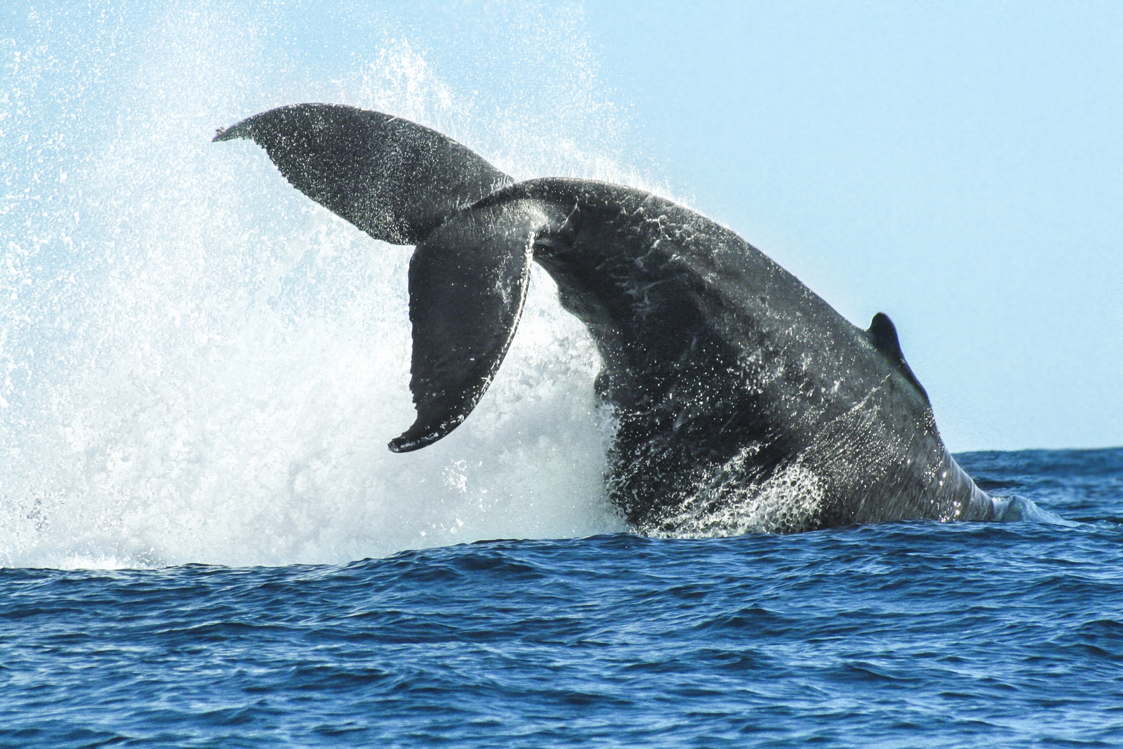 Whale Watching Photo Safari 