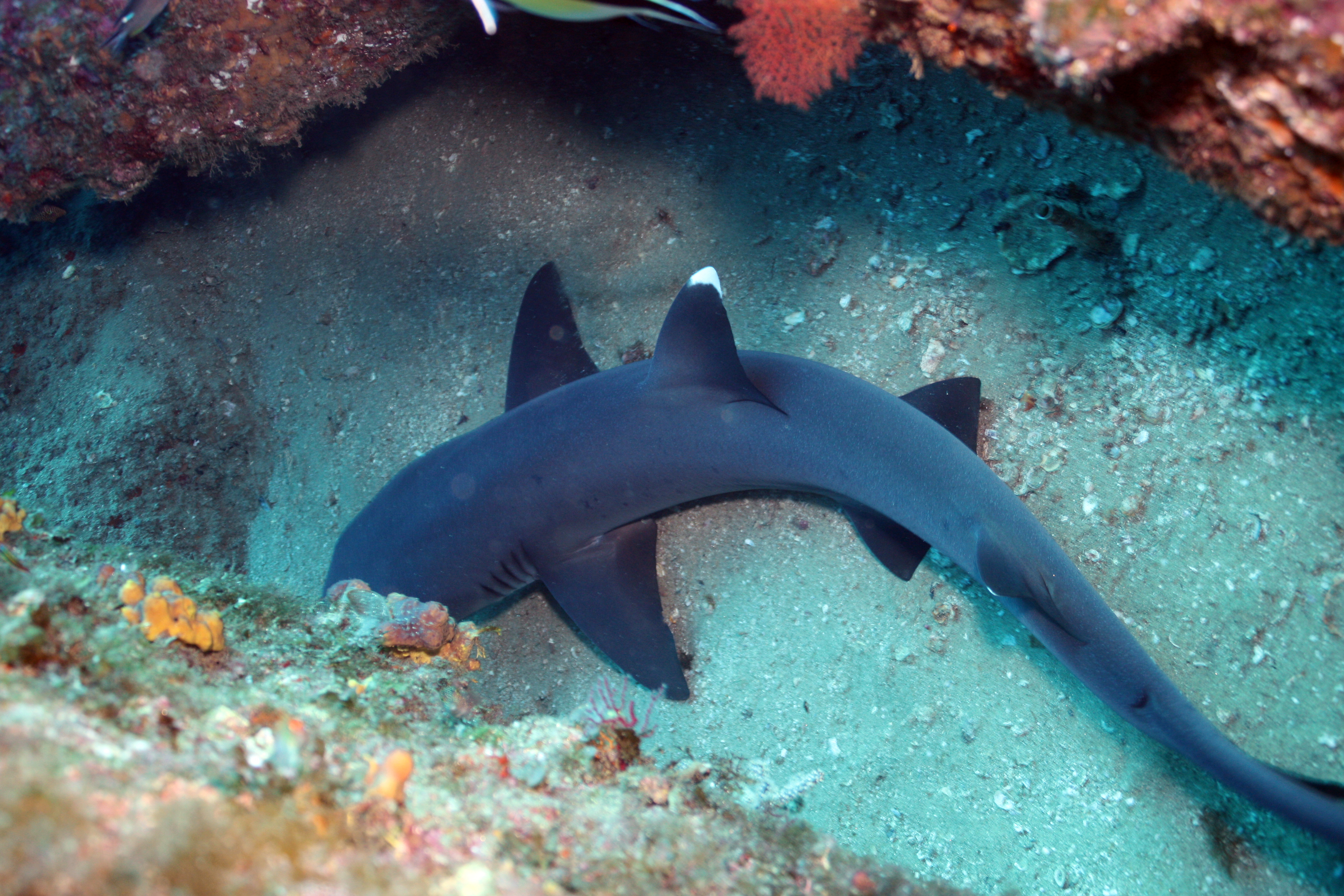 Certificación como buzo en Aguas Abiertas.