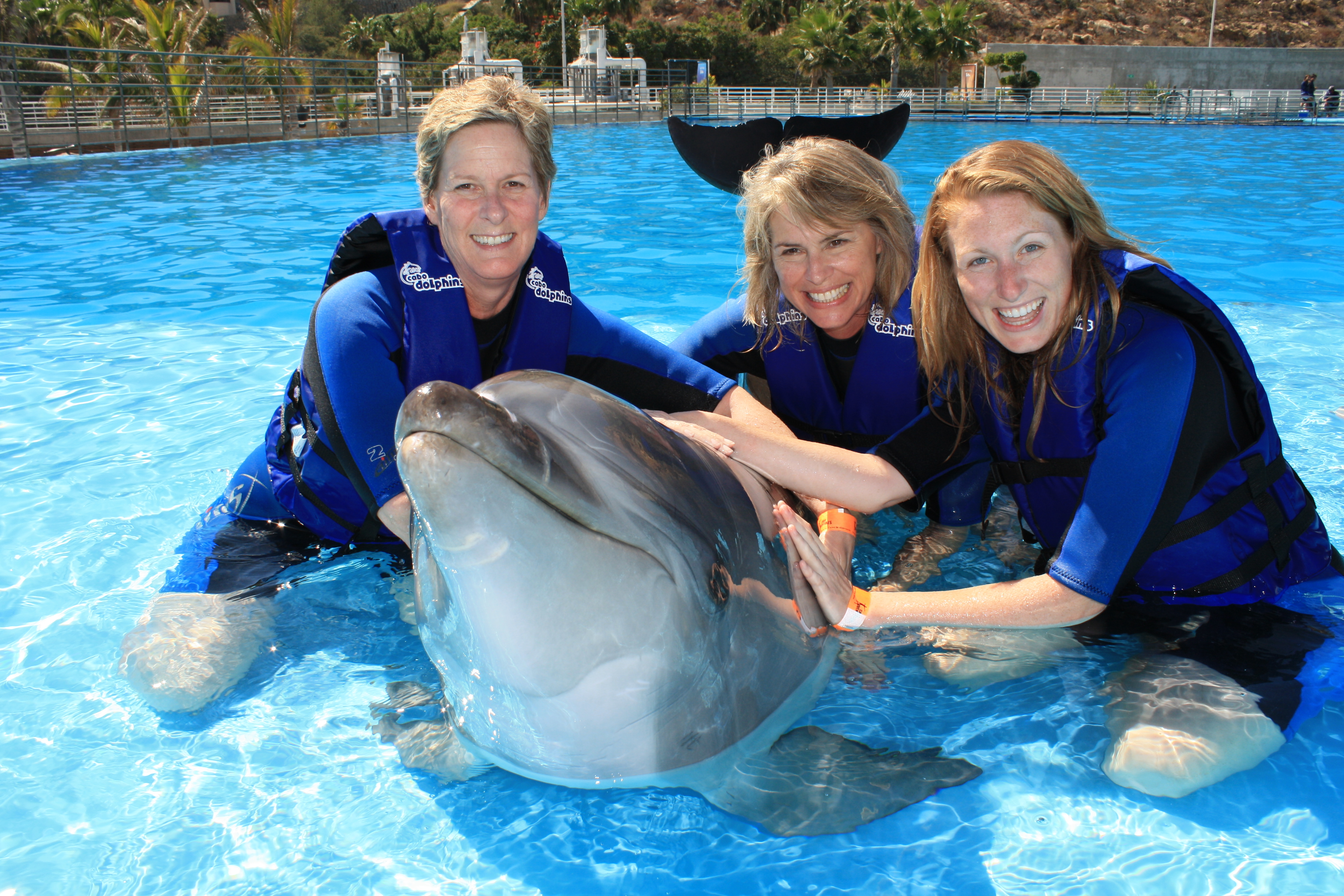 Dolphin Encounter 