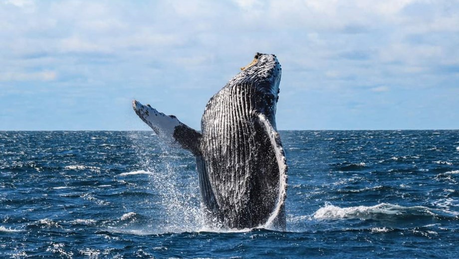 Whale Watching Cruise All Inclusive
