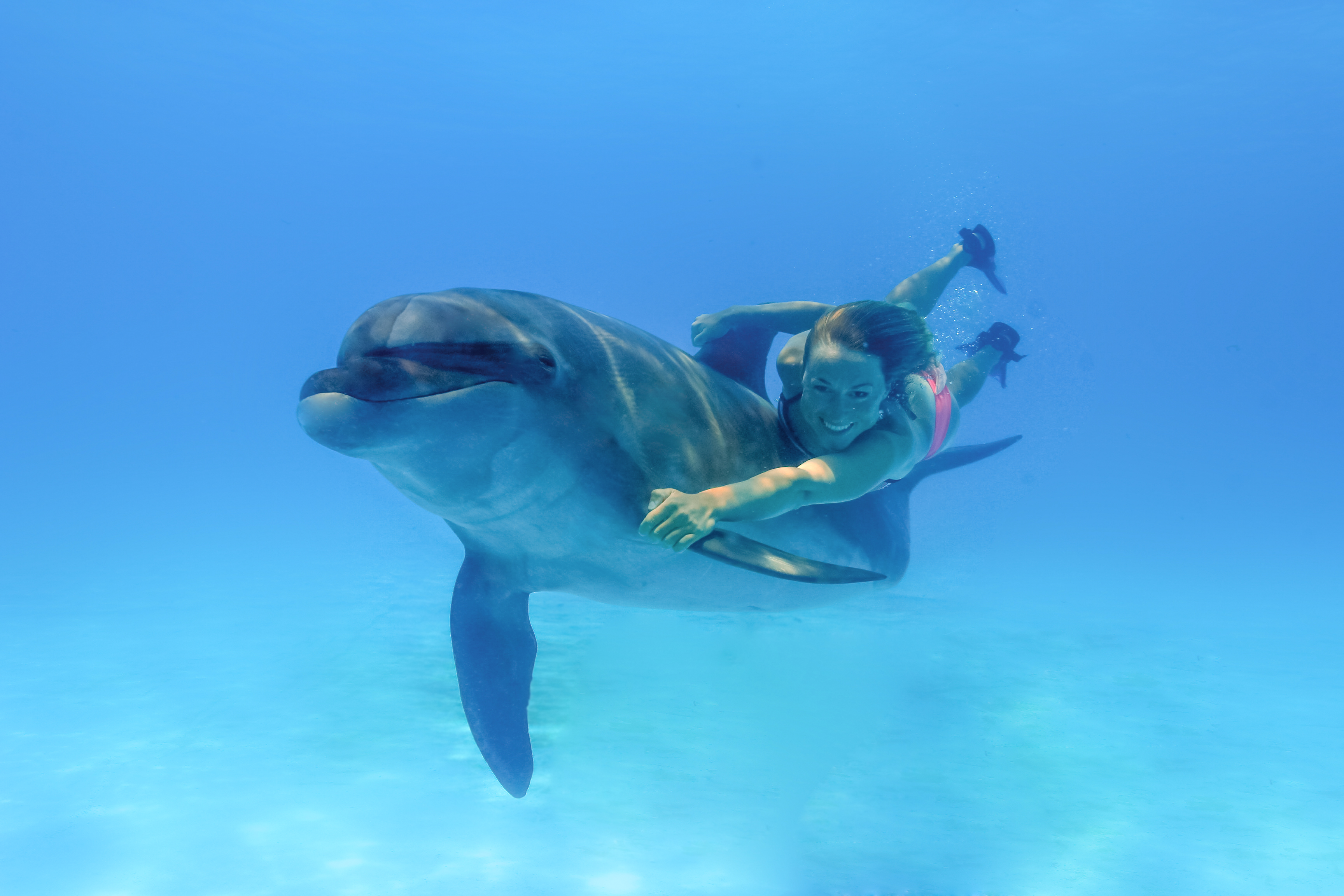 Nado con Delfines VIP