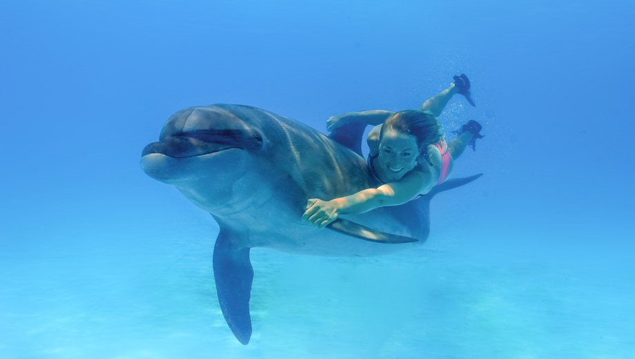 VIP Dolphin Signature Swim