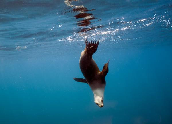 Espiritu Santo Snorkel