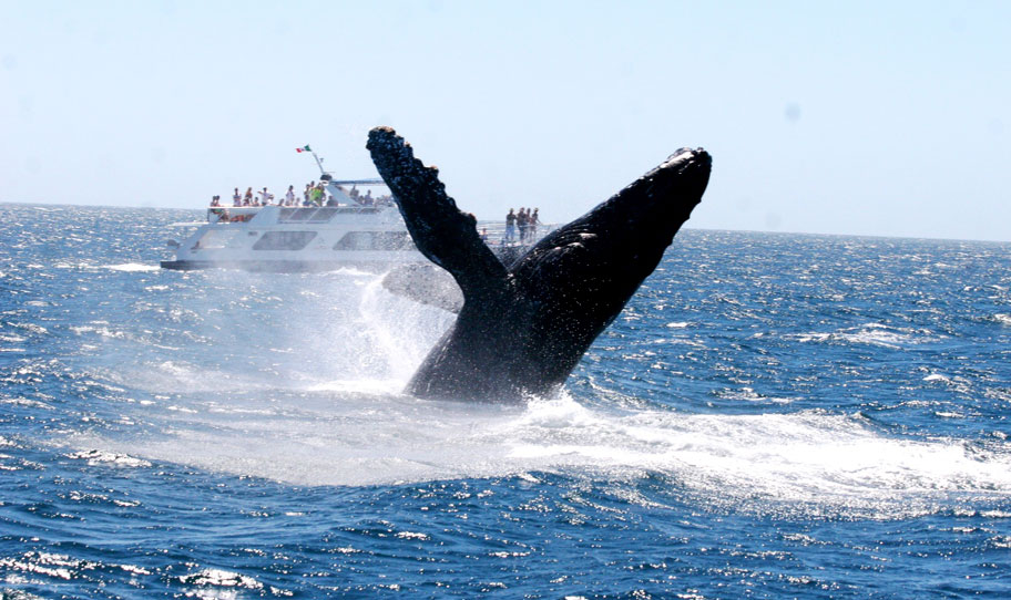 Whale Watching Lunch