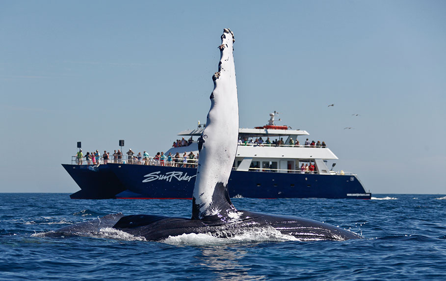 Whale Watching Lunch