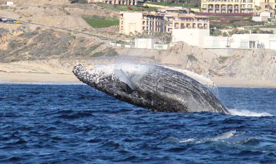 Whale Watching Lunch