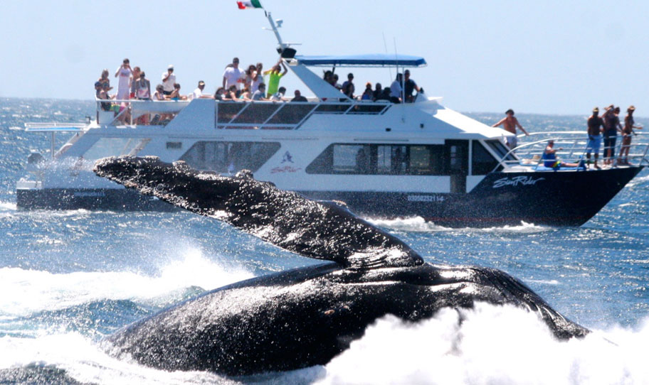 Whale Watching Lunch