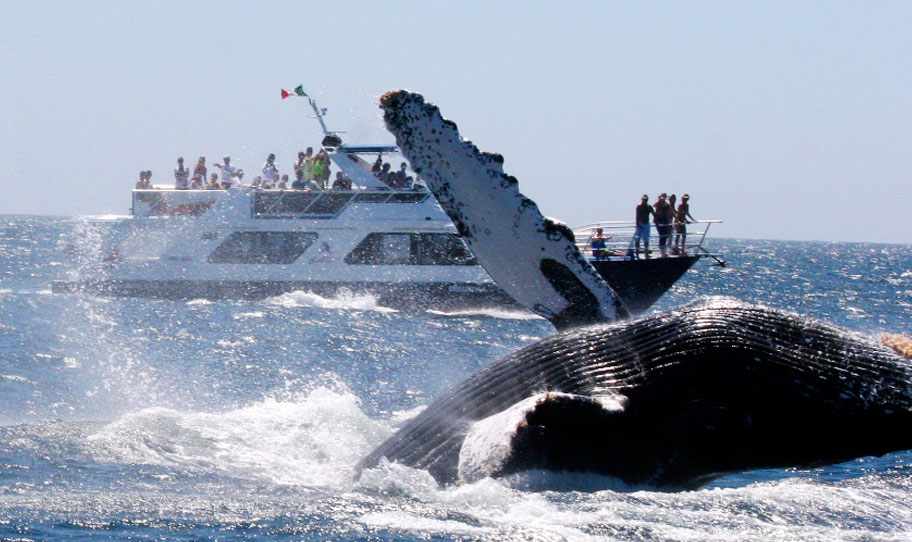 Whale Watching Lunch