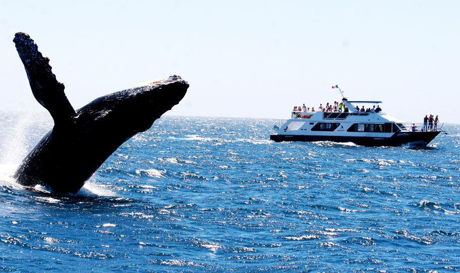Whale Watching Lunch