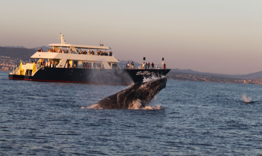 Whale Watching Sunrider Sunset
