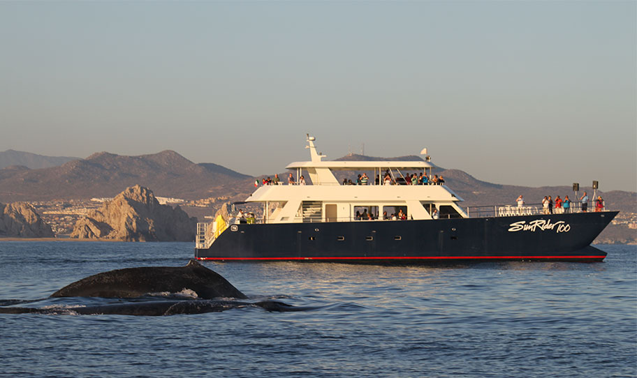 Whale Watching Sunrider Sunset