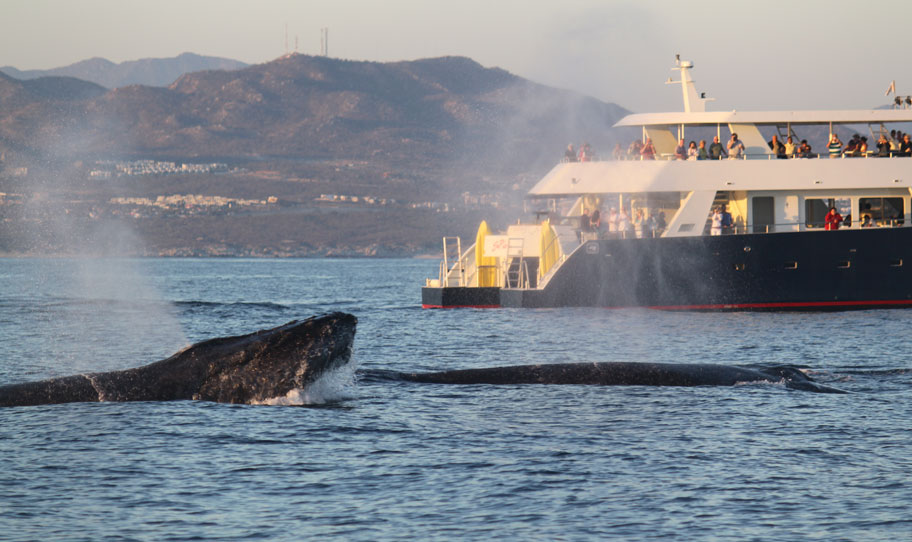 Whale Watching Sunrider Sunset
