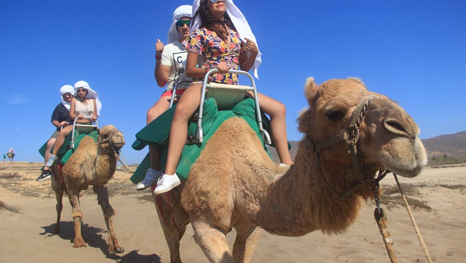 Camel Ride  by Cactus 