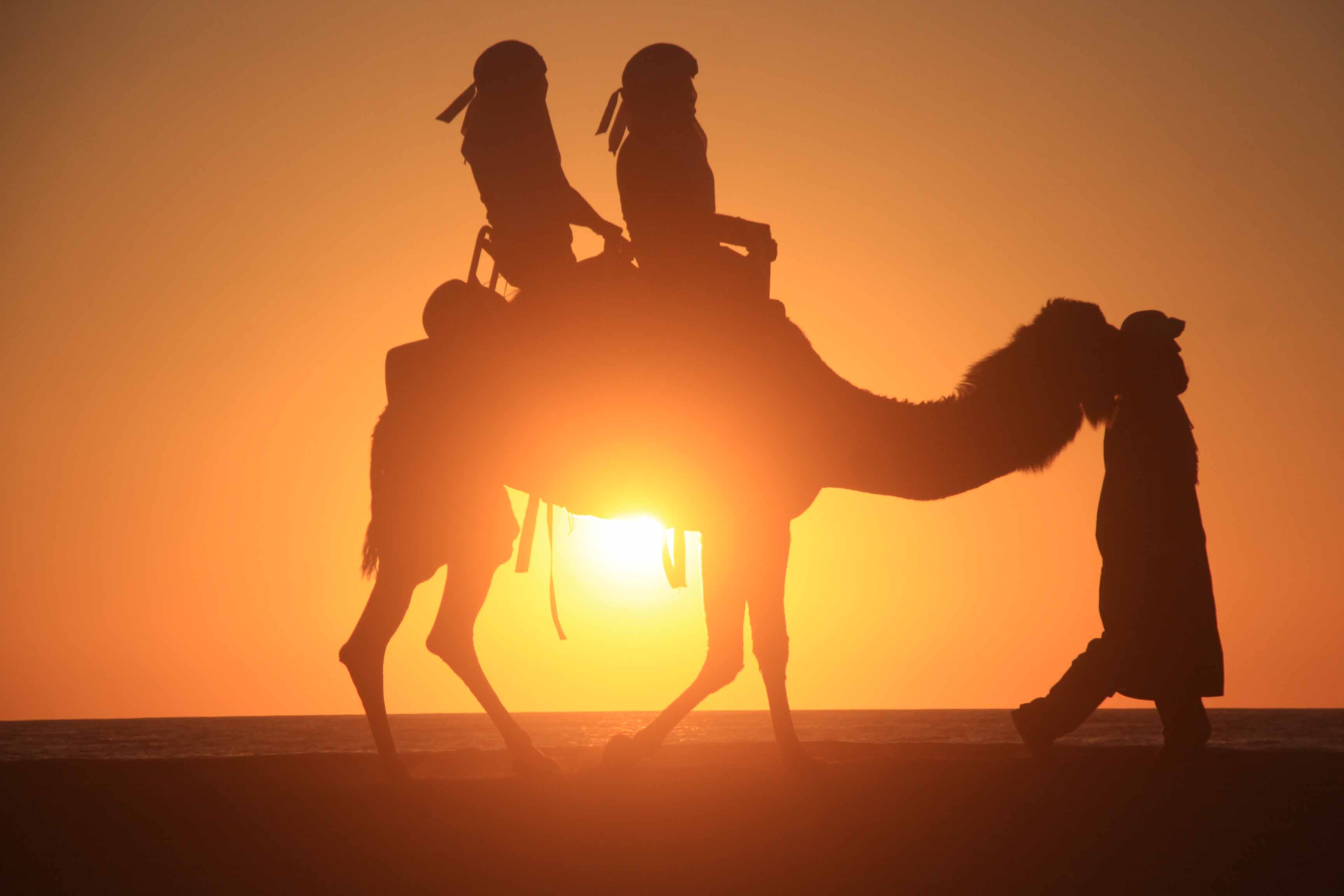 Camel Ride  by Cactus 