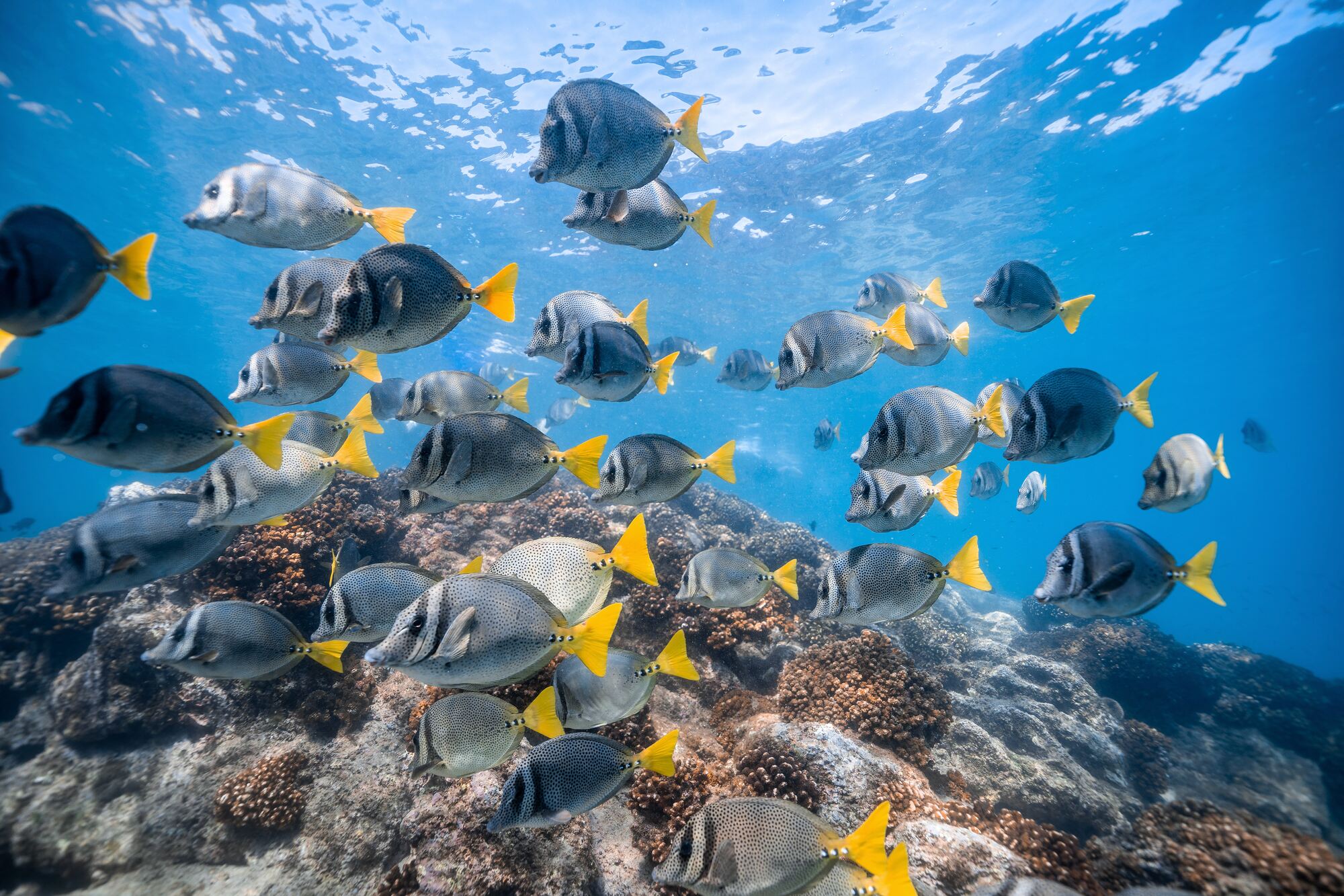 Paddle & Snorkel en el Arco