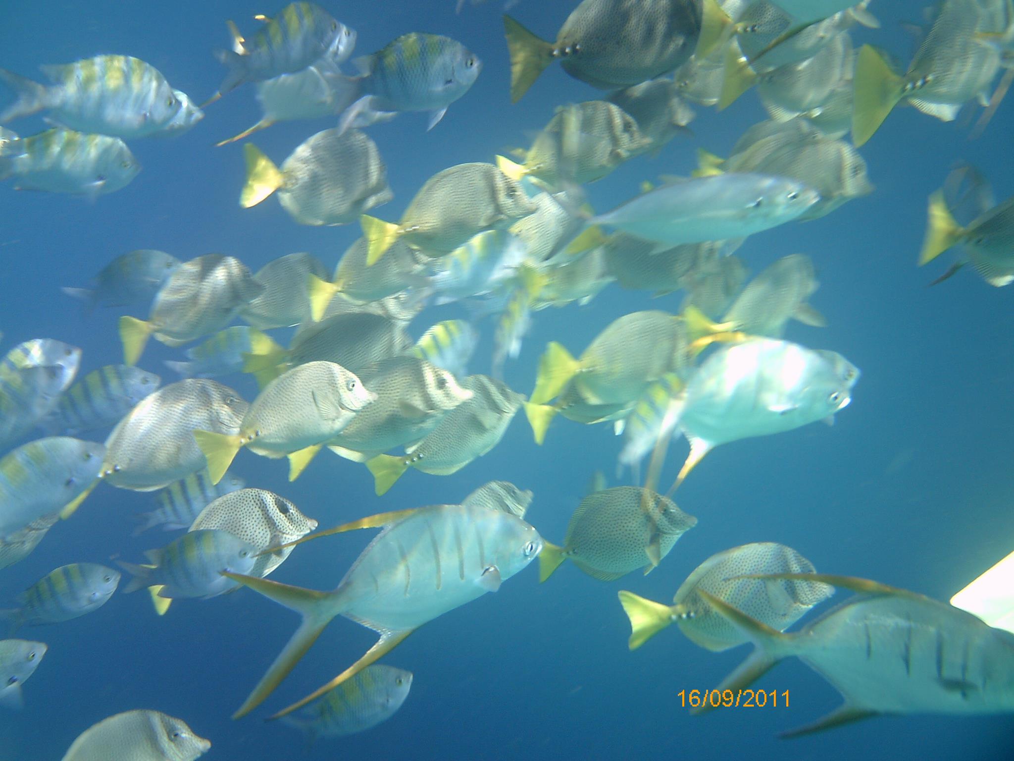 Kayak and Snorkel 2 Bays 