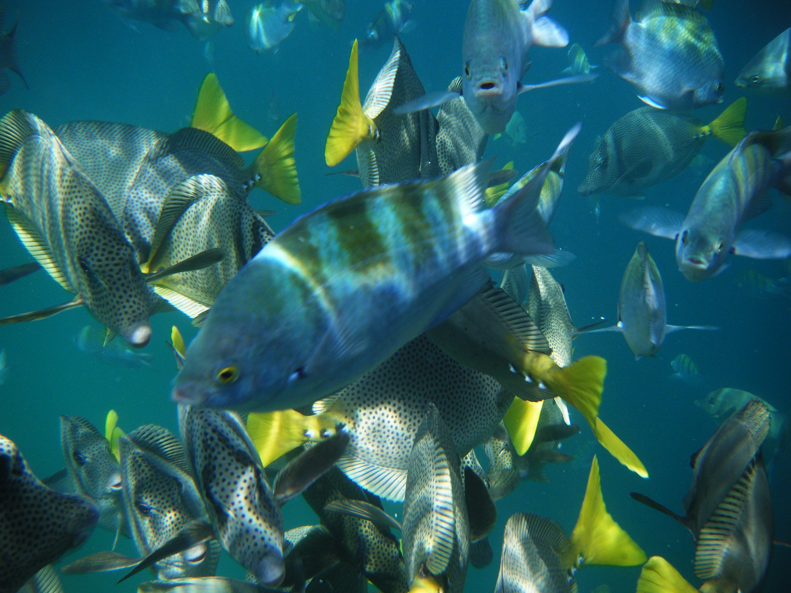 Cabo Sailing & Snorkeling