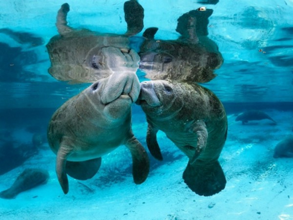 Manatee Encounter Cozumel