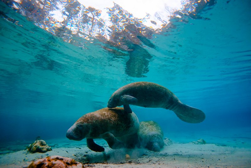 Manatee Encounter Cozumel