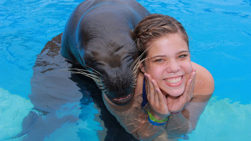 Sea Lion Encounter Cozumel
