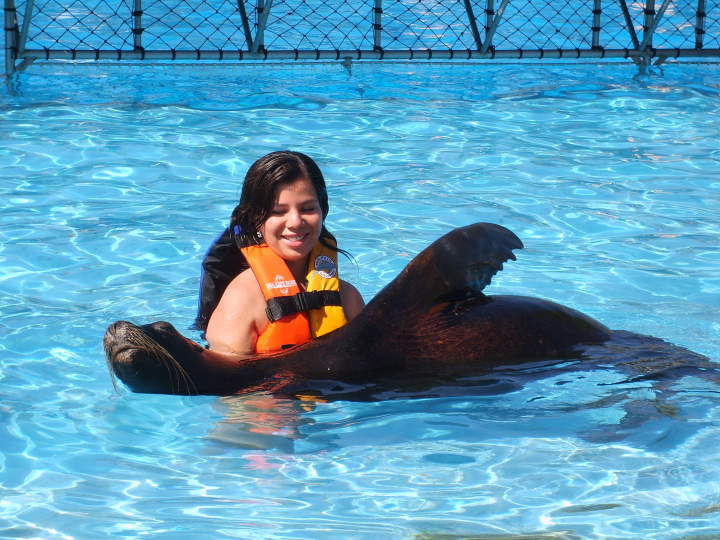 Sea Lion Encounter Cozumel