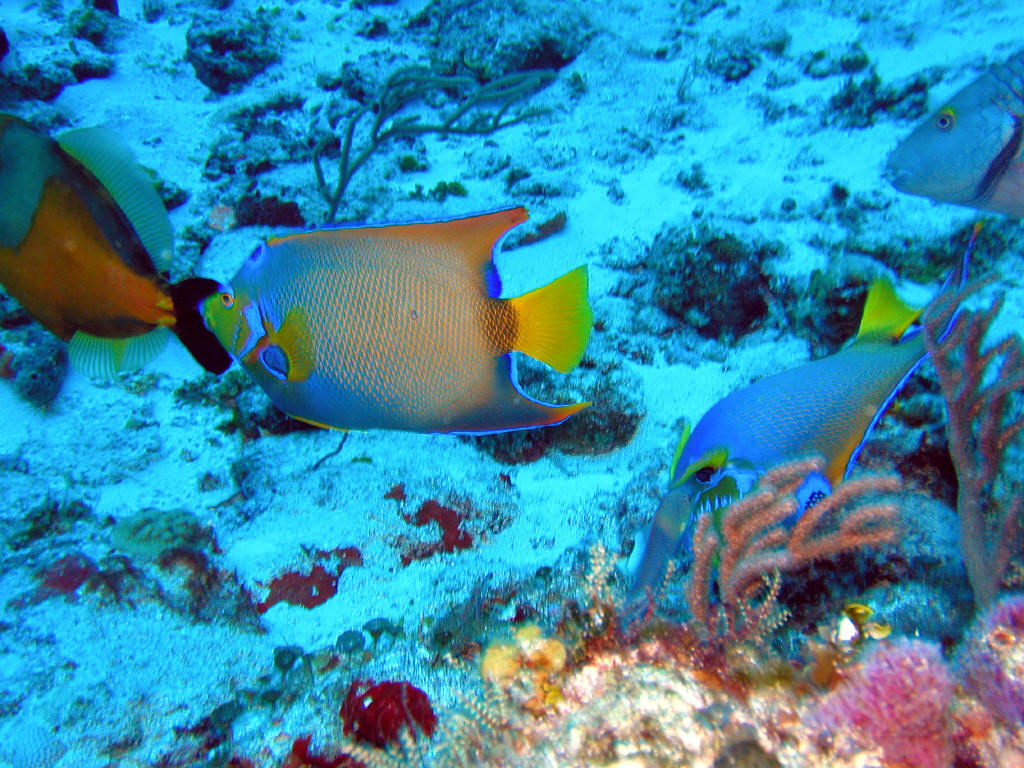 Cozumel Dive Adventure