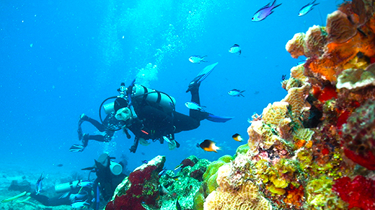 Cozumel Dive Adventure